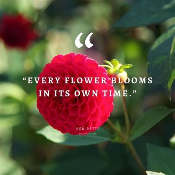 Discover Hilarious Sayings About Flowers