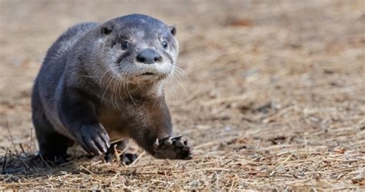 Unveiling The Mexican Otter's Height: Discoveries And Ecological Insights